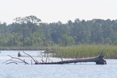 Yellow River Marsh Aquatic Preserve - DEP Staff - Beth Fugate - Downed t...